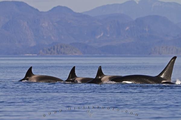 Photo: 
Transient Killer Whale Habitat
