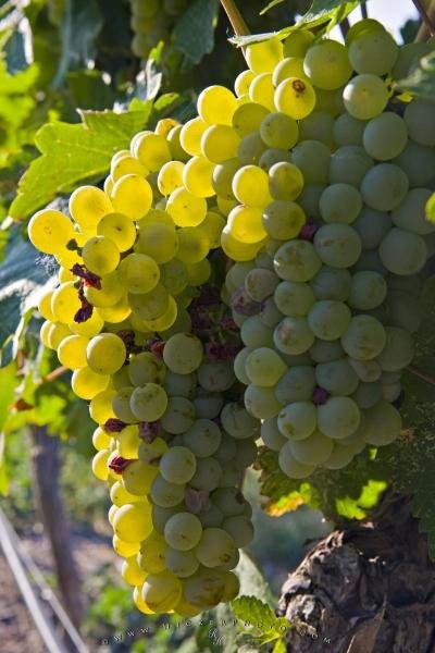 White Grape Clusters Vineyard Fruit