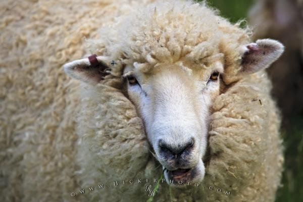Photo: 
Woolly Sheep Titirangi Bay Marlborough South Island New Zealand