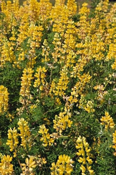 Photo: 
Yellow Plant Lupinus Arboreus Picture