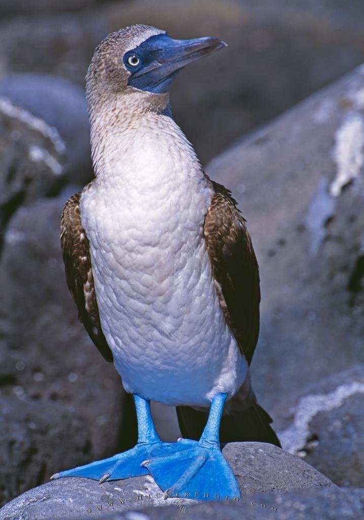 Blue Footed Booby Galapagos
