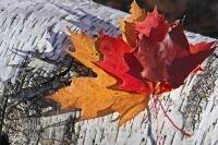 Algonquin Provincial Park is one of the best places in Canada to view fall scenery, where the leaves of maple and birch trees have turned bright colors of red, yellow and orange such as these leaves near Rock Lake.