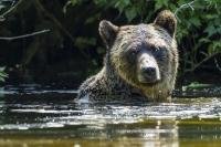 Coastal grizzly bear poking his head above the water while swimming and fishing in Glendale River, British Columbia, Canada.