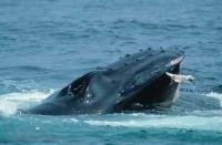 Wildlife Pictures of a feeding Humpback Whale