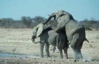 Elephants Mating in Etosha National Park in Namibia, Africa