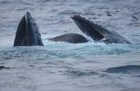 Humpback Whale Pictures | Beautiful Photos, Photo Gallery