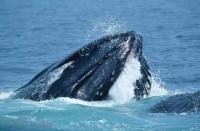 Feeding Humpback whale off the Cape Cod Coast