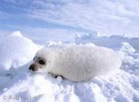 Harp seal also known as white seal