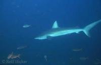Shark Pictures of a Galapagos Shark underwater