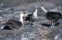 A small group of waved albatrosses interacting on Espanola Island, one of the many Galapagos Islands.