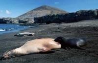 Baby animla pictures showing a galapagos sea lion