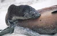 Stock Photo of a sucking galapagos fur seal pup