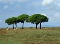 Picture of trees and maremma longhorn cattle in the Parco regionale della Maremma in Tuscany in Italy, Europe.