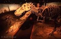 This dinosaur fossil is one of 120,000 fossils found in the Royal Tyrell Museum. This museum which opened more than 20 years ago, attracts 375,000 tourists per year. It would be a must see when you travel through the Drumheller Valley of Alberta.