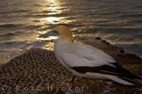 A solitary adult Australasian Gannet perches on a rock cliff overlooking the rest of the colony at Muriwai Beach near Auckland on the North Island of New Zealand during the sunset hours.