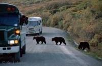 These Grizzly bears were seen crossing the road in Denali National Park in Alaska.
