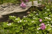 Pink and white flowers grow wild in the Alaskan wilderness in the United States of America.