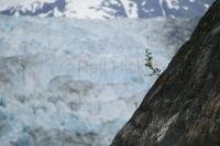 A single plant grows on a steep rock in front of South Sawyer Glacier in Alaska.