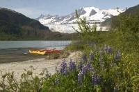 A beautiful vista of snowcapped mountains, a glacier fed lake and pretty spring lupins are some of the sights seen during kayaking on the lake.