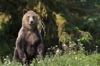 An alert Grizzly Bear mom keeps standing up and looking out for males in order to protect her cubs in Great Bear Rainforest in British Columbia, Canada.