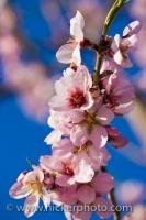 Small pink flowers blossom on an Almond tree near the town of Tarbena along the Costa Blanca in the Province of Alicante in Comunidad Valenciana, Spain.