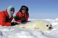 In a bid to rescue this animal from the seal hunt, Heather and Paul McCartney visited the harp seals on the ice floes in Canada.