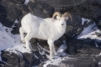 A beautiful dall sheep climbing along a steep mountain side in northern Alaska.