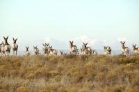A herd of antelope along Highway 89A in Arizona, USA.