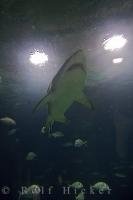 A shark swims through a 30 meter long tunnel in an aquarium at the L'Oceanografic in Valencia, Spain in Europe.