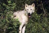 Found in the northern regions of North America and Greenland, the arctic wolf survives in the harshest regions of the world.