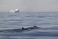 A towering iceberg and humpback whale are one of the sights of nature and marine mammals one will see in the Atlantic Ocean off the coast of Newfoundland.