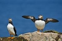 Two Atlantic Puffins stand on Bird Island, a nesting place for them, discovered by Captin James Cook in 1775. The Island is located just off shore from Cape Bonavista Lighthouse, in Bonavista Bay, Newfoundland Canada.