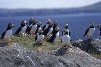 Found in abundant numbers in Newfoundland Canada, Atlantic Puffins spend a lot of their time out at sea.