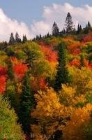 A natural work of art which is produced in the Autumn and adorns the hillsides along Highway 2 in Mont Tremblant Provincial Park in Quebec, Canada.