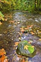 A boulder with just a tuft of moss is surrounded by the fallen leaves of Autumn in the Goldstream River, which is part of the Goldstream Provincial Park rainforest in Victoria on Vancouver Island, British Columbia.