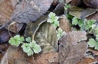 A selection of brown autumn leaves and green leaves on the rainforest floor of the Queets River Area in the Olympic National Park of Washington, USA.