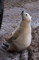 In an almost human pose, a cute baby polar bear sits down and looks up at passengers on board a tundra buggy in Churchill.