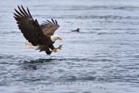 Adult fishing bald eagle with wide open wings split second away from catching a salmon along the British Columbia coast off Vancouver Island, Canada.