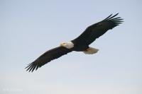 Stock photo of a Bald Eagle in Flight