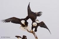 Those two eagles fighting hard over a small tree which obviously is a great place to rest.