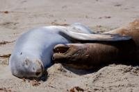 Two Hookers Seal Lions cuddle on the beach in Otago on the South Island of New Zealand.