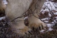A close up of the the massive big paws of a polar bear featuring a row of sharp claws.