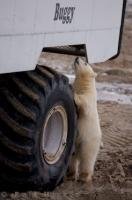 They call them polar bear watching tours but this cute little cub was actually watching the people on this tundra buggy in Hudson Bay, Canada.