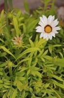This beautiful solo white Gazania flower is the first to bloom in this clump of flowers in Oliva Nova, Valencia in Spain.