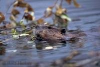 Hard working animals, beavers are constantly building and repairing their lodges and dams which they mostly do at night.