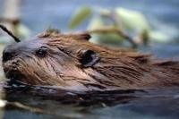 Commonly found in Canada and the USA, Beavers are the largest rodent in North America and are herbivores which dine on a variety of leafy or woody plants.