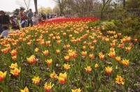 The tulips at the Ottawa Tulip Festival are a feast for the eyes with bicolor blooms.