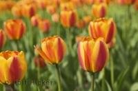 The Ottawa Tulip festival is a feast for the eyes, a sea of colourful tulips of every variety.