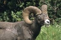 The Bighorn Sheep are often seen in abundant numbers from the road in the Jasper National Park of Alberta, Canada.