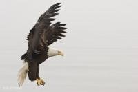 Stock photo of Bird of Prey, a bald eagle ready to catch a fish.